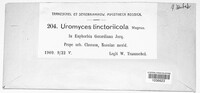 Uromyces tinctoriicola image